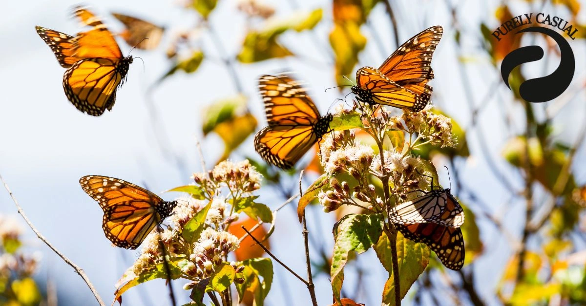 https://pussmoth.com/mariposas-palomas-o-globos